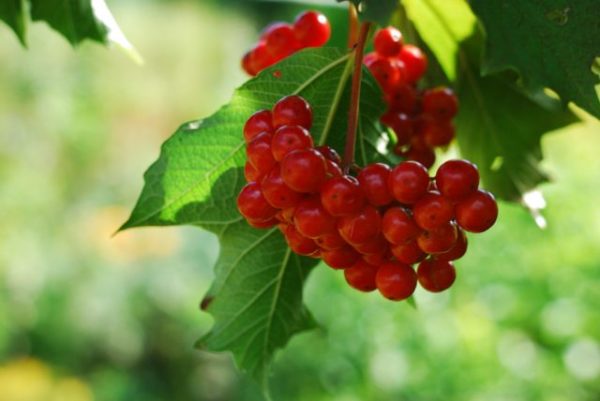 Филиал калины