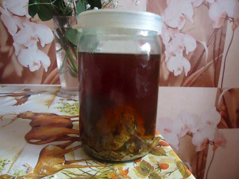 настойка из бобра