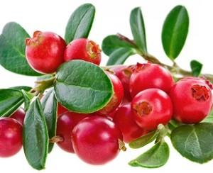 ягоды клюквы на кусте