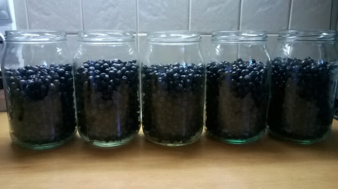 ягоды терновника