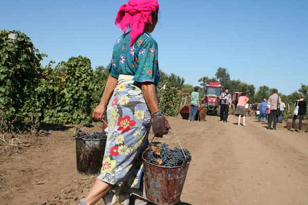 Кависта и сомелье в чем разница