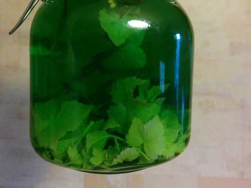 настойка на листьях