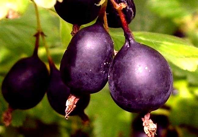 Черное крыжовниковое вино