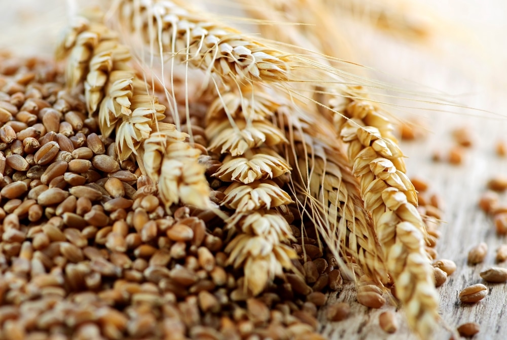 Зерновая брага на диких дрожжах