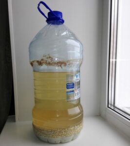 Бутылка с брагой из гороха