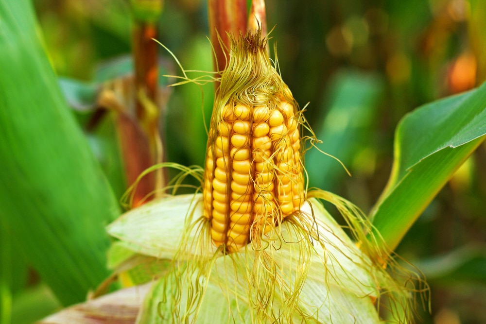 Самогоноварение из кукурузного сырья