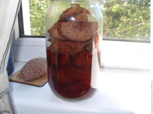 Настойка маклюры