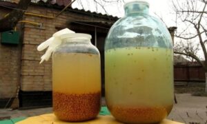 Зерновая брага