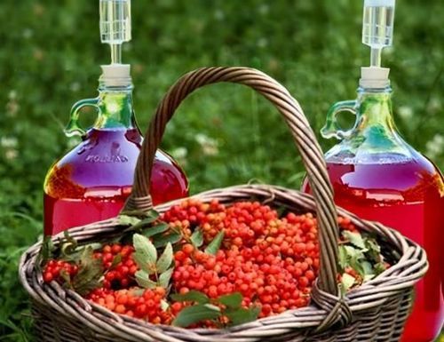 Домашнее вино из калины – рецепт и технология приготовления