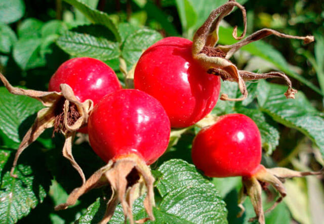 Домашнее вино из шиповника по проверенному рецепту