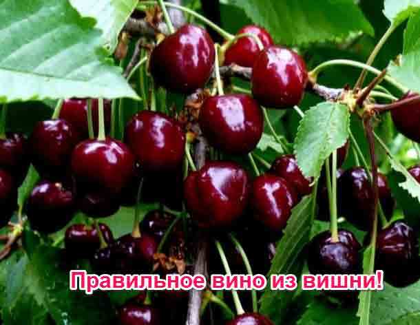 Домашние рецепты вишни (черешни) в вине