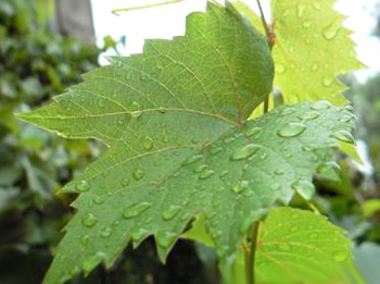 Готовим вино из листьев винограда или вишни - лучший рецепт