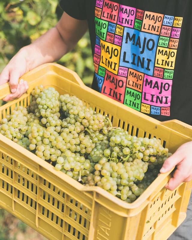 Игристое вино Франчакорта: понятие, особенности, виды