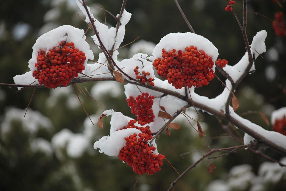 Рябина в снегу