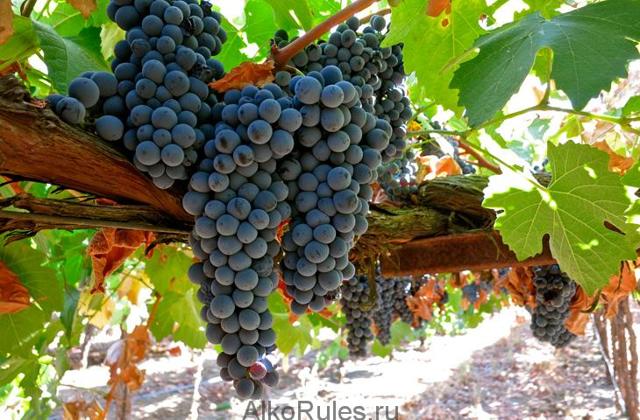 Как можно сделать домашнее вино крепче