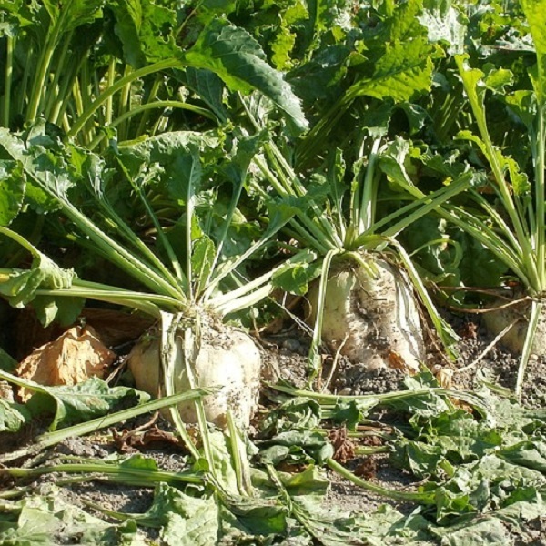 Лучшая емкость для фруктовой браги