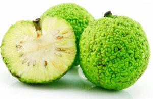 Адамово яблоко (маклюра)