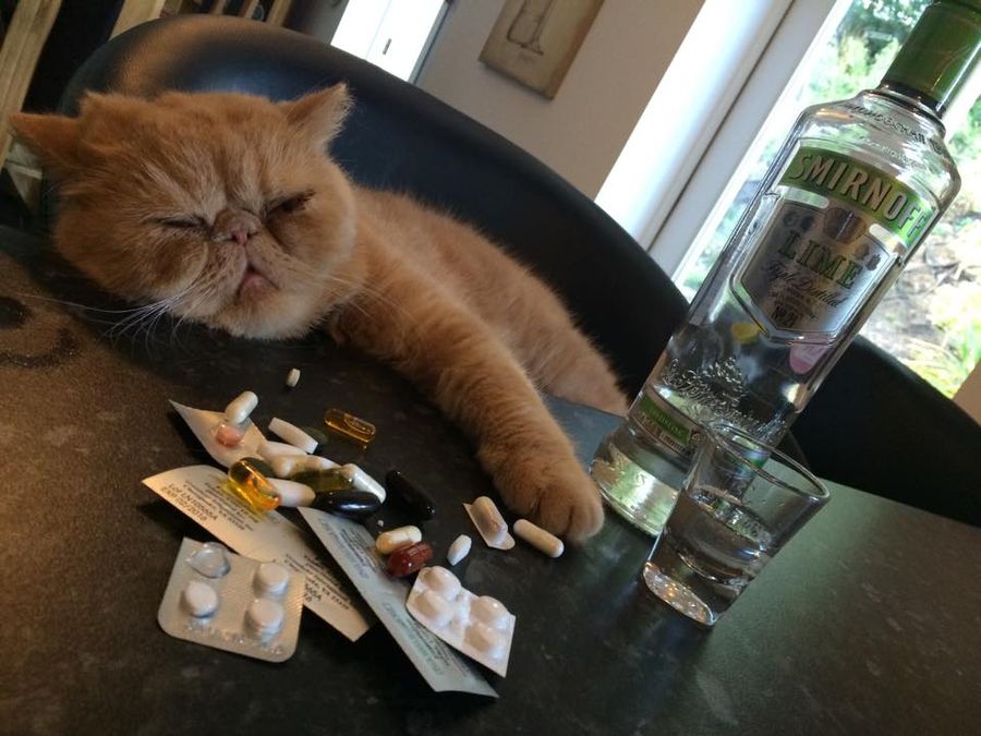 Кот с похмелья