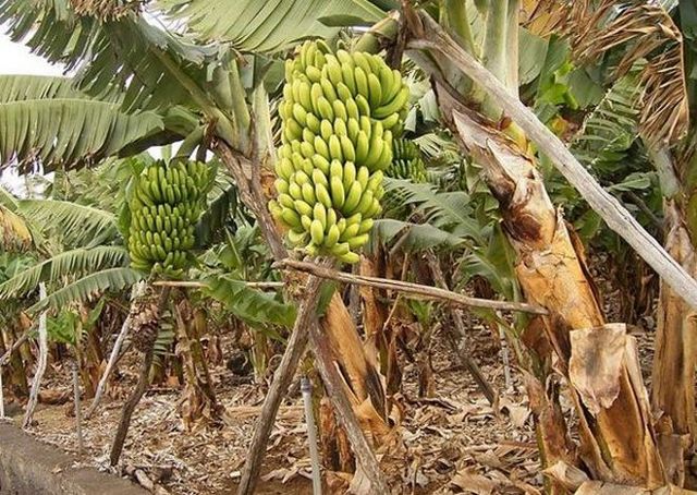 Самогон из ананасов – рецепт браги с сахаром и без