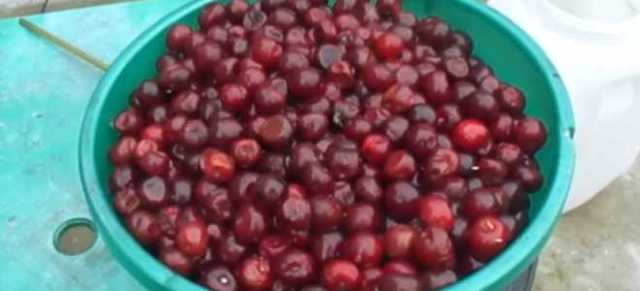 Самогон из вишни в домашних условиях - рецепт вишневой браги