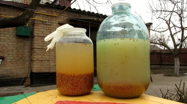 Старинный рецепт браги из пшеницы без дрожжей