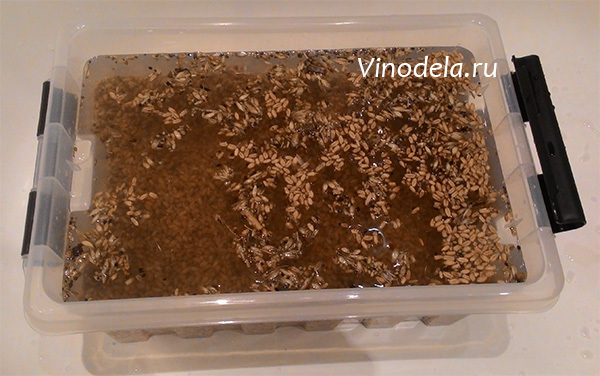 Стоит ли вливать «хвосты» в новую порцию зерновой браги