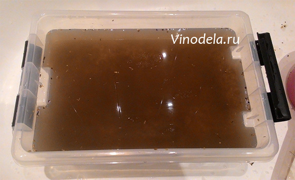 Стоит ли вливать «хвосты» в новую порцию зерновой браги