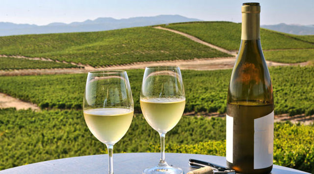 Вина Шардоне – особенности и культура употребления