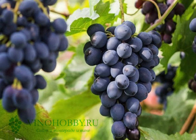 Вино Алазанская долина: понятие, виды, особенности выбора