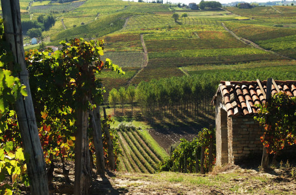 Вино Барбера: особенности, история, виды и культура пития