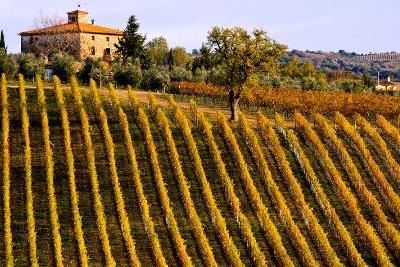 Вино Брунелло ди Монтальчино: особенности и культура пития