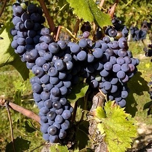 Вино Брунелло ди Монтальчино: особенности и культура пития