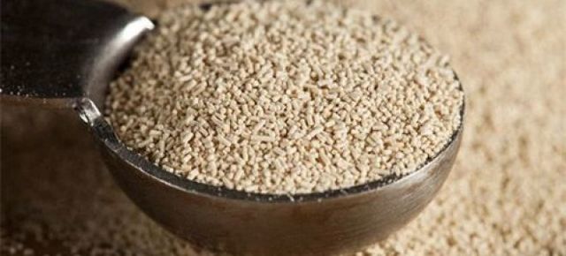 Вино из барбариса в домашних условиях – рецепт и технология