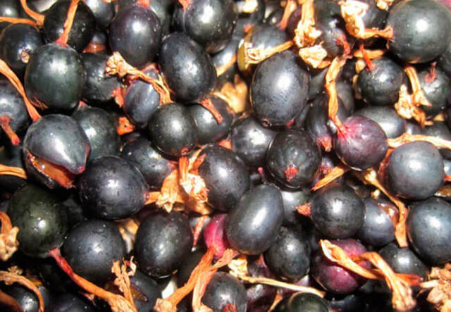 Вино из йошты в домашних условиях – рецепт приготовления