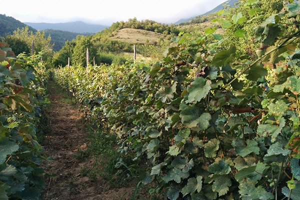 Вино Хванчкара: особенности, история, культура употребления