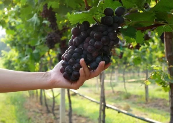 Вино «Пино нуар (pinot noir)» – особенности и культура употребления